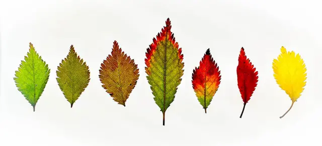 Autumn leaves