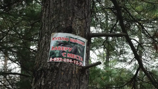 Кедры в Тугуре