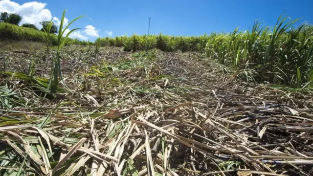 શેરડીનું ખેતર