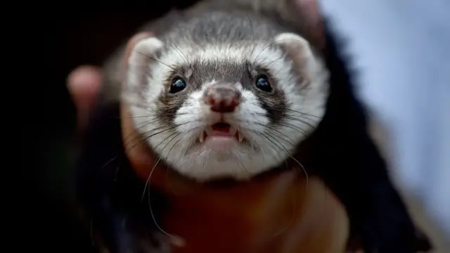 Ferret - bahal ka tirsan bahda shurunshuurka