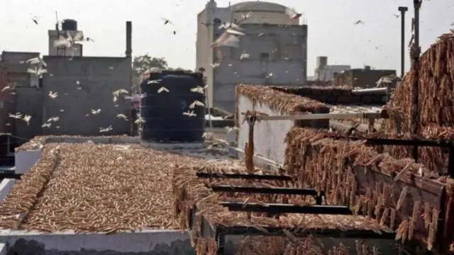 வெட்டுக்கிளிகள்