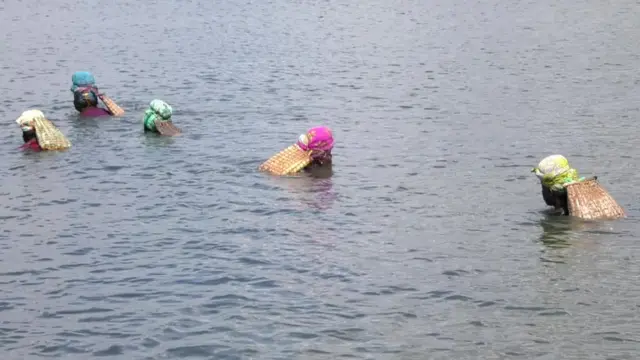 ஆபத்தை அறியாமல் கைகளால் இறால் பிடிக்கும் கடற்கரை பெண்களின் அவலம்