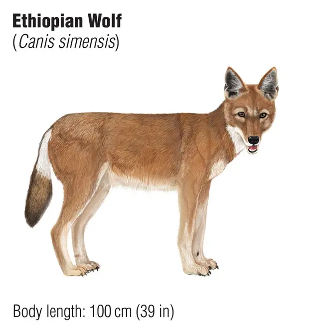 Harbiy porno Porno uysiz ayolni sikdi