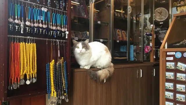 Стамбульский кот