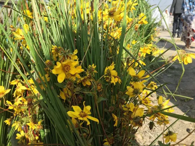 የልምላሜ ተምሳሌት ሳርና አደይ አበባ