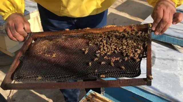 بلخ
