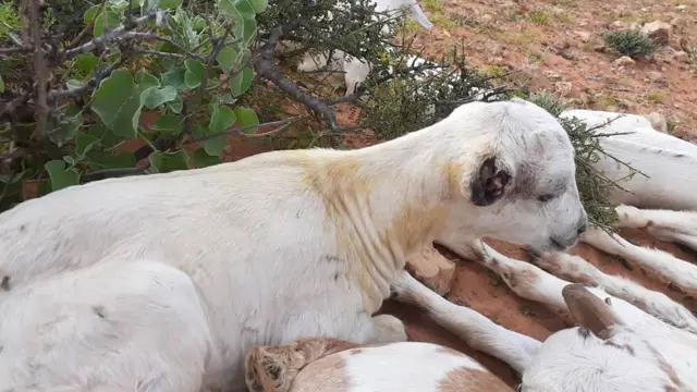 Ariga qaar ba dhegaha, naasaha iyo lugaha laga jaray.