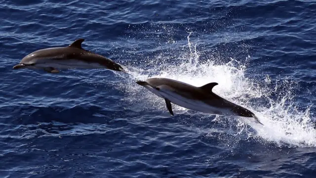 Дельфіни