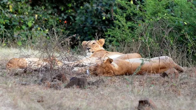 સિંહની પ્રતીકાત્મક તસવીર