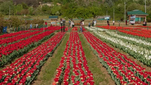 காஷ்மீர்டூலிப் பூ