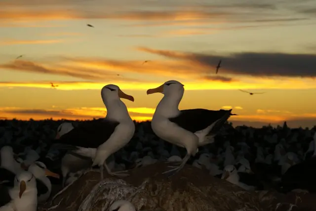 एल्बाट्रॉस