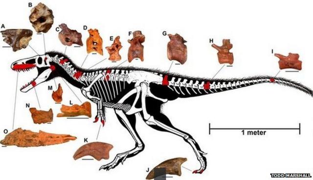 Study casts doubt on the idea of 'big fluffy T. rex' - BBC News