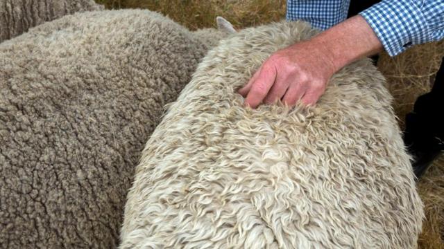 Хотя в шерсти Шарон на первый взгляд нет ничего необыкновенного, разница тут же становится очевидной, когда рядом - обычная овца
