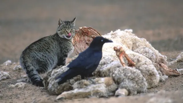 Gato selvagem se alimentathe strongest palpite hojeanimal mortothe strongest palpite hojeestrada na Austrália