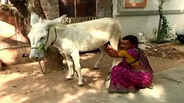 गाढविणीचं दूध