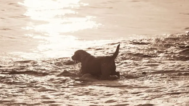 самогубство тварини