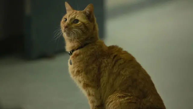 네 마리 서로 다른 고양이가 구스를 나눠 연기했다