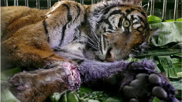 Seekor harimau Sumatra betina terluka akibat jerat di kakinya, di Aceh.