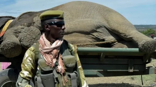 हाथी, केन्या, हाथीदांत, हाथीदांत की तस्करी