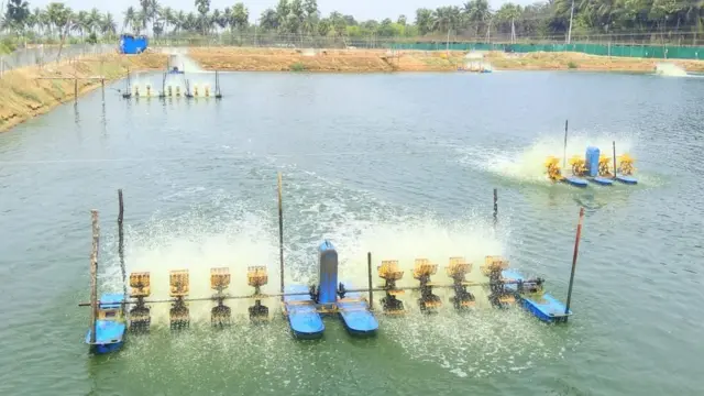 చేపల చెరువు