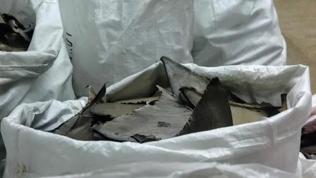 ครีบฉลาม