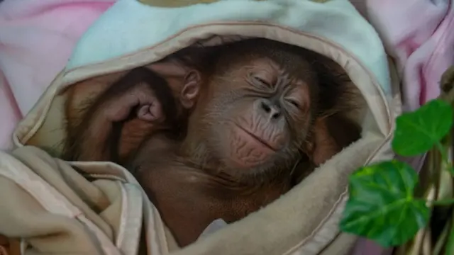 वनमानुष