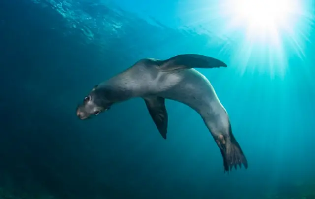 Foca nadando en el Mar de Cortés, en México.