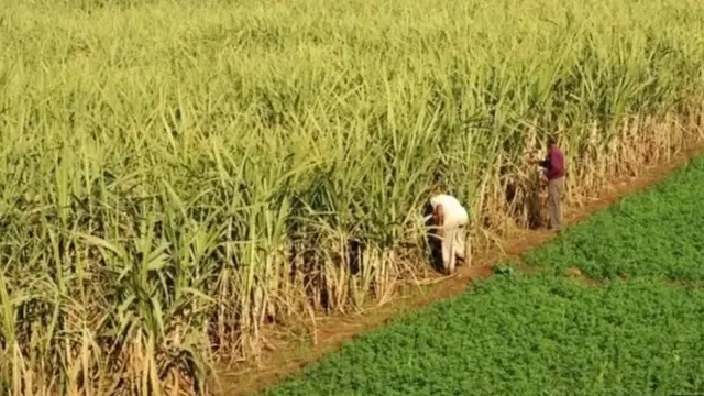 ऊस