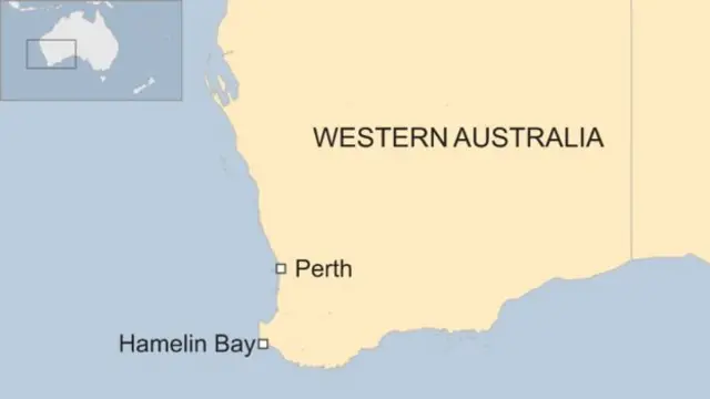 திமிங்கலங்கள்