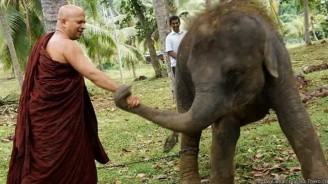 බලපත්‍රයක් නොමැතිව අලි පැටවෙකු ළඟ තබා ගත් බවට උඩුවේ ධම්මාලෝක හිමියන්ට එරෙහිව නීතිපතිවරයා නඩුවක් ගොනු කර තිබේ