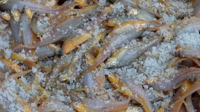 হিমাগার