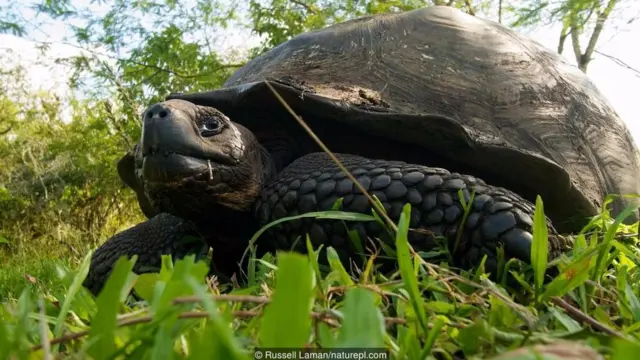 Rùa khổng lồ Galápagos