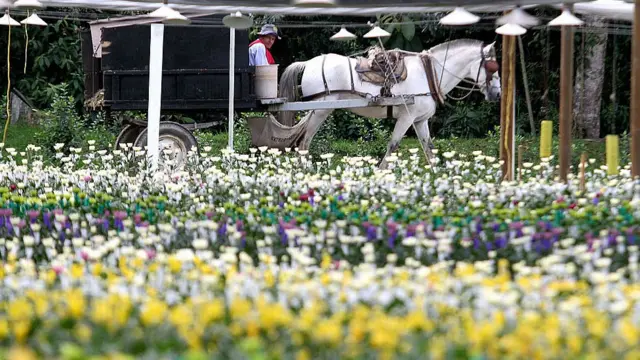 Plantación en Colombia