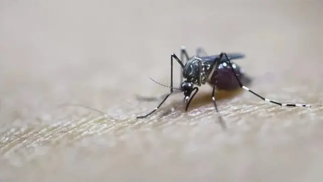 મેલેરિયા