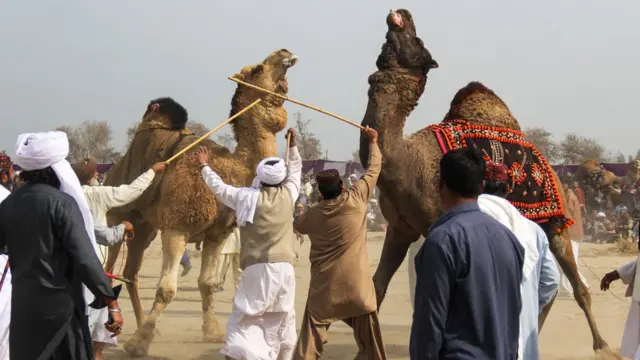 اونٹوں کی لڑائی