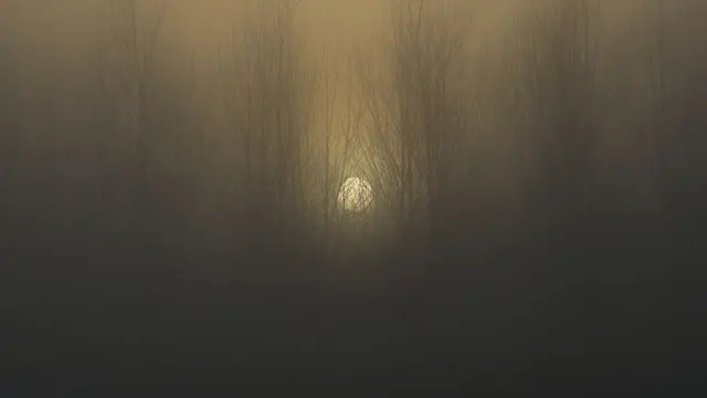 Zalazak sunca u šumi obavijenom maglom