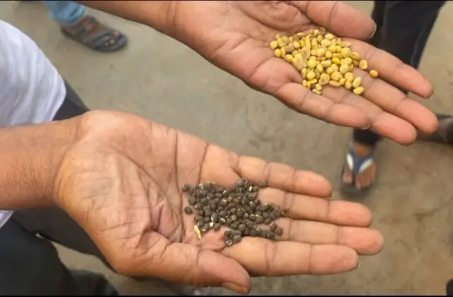 सोया और उड़द के दाने