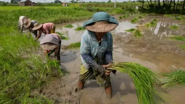 အာဏာသိမ်းမှု ဖြစ်ခဲ့ပြီး တလခွဲအကြာ နွေစပါးနဲ့ဆောင်းသီးနှံပဲမျိုးစုံပေါ်တဲ့အချိန် ဝယ်မယ့်သူ နည်းသွားပြီး စပါးဈေးဟာလည်း ကျဆင်းသွားခဲ့ပါတယ်