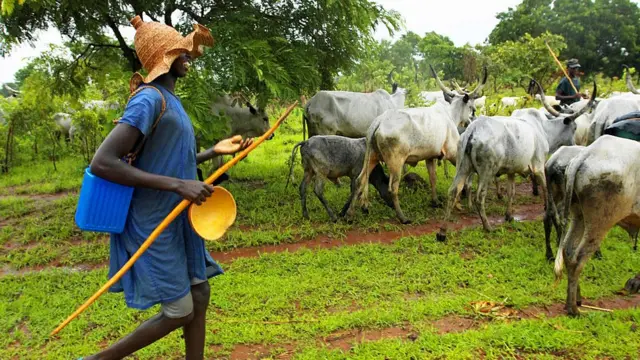 Ndị Fulani na-achị ehi