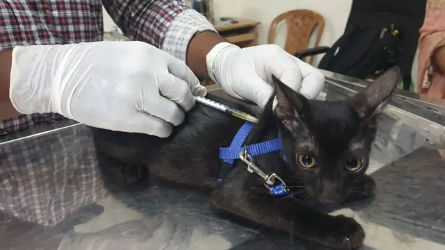 পোষা প্রাণীকে ঠিকভাবে দেখভাল করাটাও জরুরি।