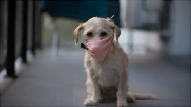 반려동물이 주는 심리적 안정감은 이미 여러번 연구를 통해 입증됐다