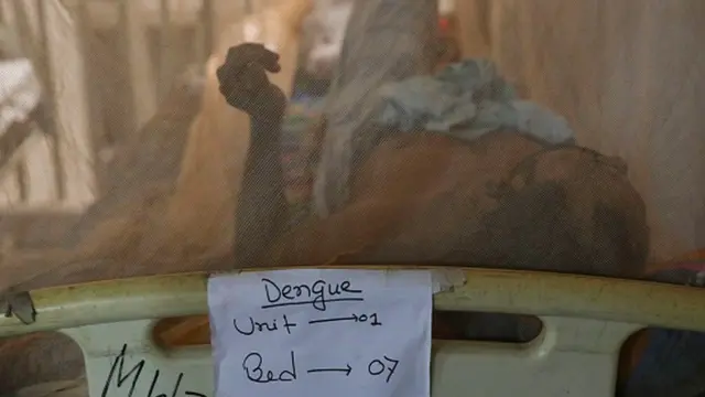 dengue ward