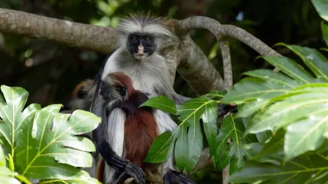 Um Colobus vermelhopalpite pixbet hojeZanzibar com filhotepalpite pixbet hojegalhopalpite pixbet hojeárvore