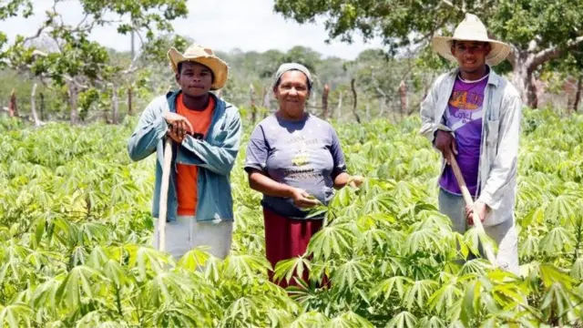 Agricultores familiaresblaze the mostroçablaze the mostmandioca