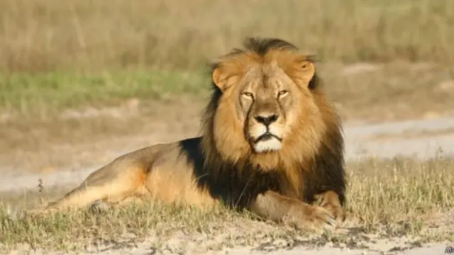 'සෙසිල්' මැරූ දඩයක්කරුට එරෙහි නඩුව හකුලා ගනී
