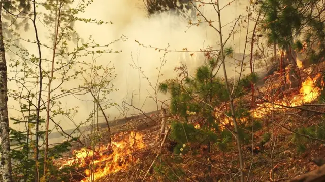 "Ленские столбы"