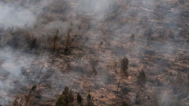 Kebakaran Hutan: Sejumlah Perusahaan Di Balik Karhutla 2015-2018 Lolos ...