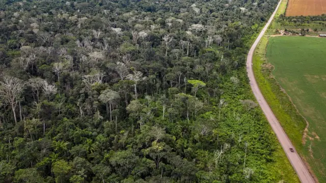 Queimadadicas de apostas no futebolfloresta amazônica ao lado da BR 163 no Pará mostra grande númerodicas de apostas no futebolárvores mortas (ou seja, aquelas sem folhas) como resultado dos incêndios