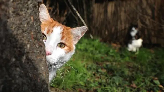 बिल्लियां, cats