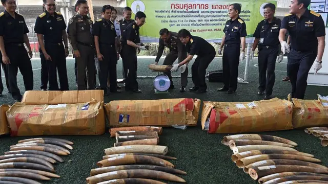 Động vật hoang dã
